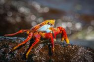 Rote Krabbe